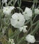 Campion white seeds Lychnis coronaria alba mass flowering Carousel 1