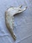 Cow Jaw Bones x2. 38cm long Carousel 4
