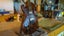 QUEEN EBONY / TUBI - 110mm x 105mm x 2.3m - TS8085 Carousel 13