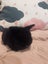 6 Mini Lop Bunnies Carousel 6