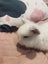 6 Mini Lop Bunnies Carousel 7