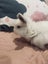 6 Mini Lop Bunnies Carousel 8