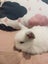 6 Mini Lop Bunnies Carousel 9