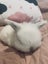 6 Mini Lop Bunnies Carousel 10