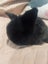 6 Mini Lop Bunnies Carousel 11