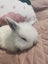 6 Mini Lop Bunnies Carousel 12