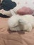 6 Mini Lop Bunnies Carousel 13