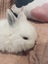 6 Mini Lop Bunnies Carousel 14