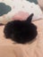 6 Mini Lop Bunnies Carousel 16