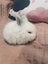 6 Mini Lop Bunnies Carousel 17