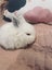 6 Mini Lop Bunnies Carousel 18