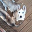Beautiful Purebred Siberian Husky Puppies Carousel 1