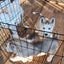 Beautiful Purebred Siberian Husky Puppies Carousel 2