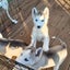 Beautiful Purebred Siberian Husky Puppies Carousel 3