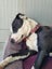 Tasman Pound Dog Winnie is looking for a home Carousel 4