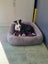Tasman Pound Dog Winnie is looking for a home Carousel 5