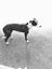 Tasman Pound Dog Winnie is looking for a home Carousel 6