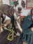 Tasman Pound Dog Winnie is looking for a home Carousel 3