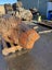 800kg Ancient Kauri Burl Log – Natural Art / Collector’s Showpiece Carousel 4