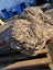 800kg Ancient Kauri Burl Log – Natural Art / Collector’s Showpiece Carousel 3