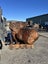 800kg Ancient Kauri Burl Log – Natural Art / Collector’s Showpiece Carousel 6