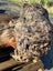 800kg Ancient Kauri Burl Log – Natural Art / Collector’s Showpiece Carousel 8