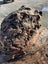 800kg Ancient Kauri Burl Log – Natural Art / Collector’s Showpiece Carousel 10