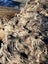 800kg Ancient Kauri Burl Log – Natural Art / Collector’s Showpiece Carousel 9