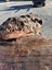 800kg Ancient Kauri Burl Log – Natural Art / Collector’s Showpiece Carousel 11