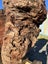 800kg Ancient Kauri Burl Log – Natural Art / Collector’s Showpiece Carousel 16