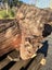800kg Ancient Kauri Burl Log – Natural Art / Collector’s Showpiece Carousel 17