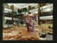 800kg Ancient Kauri Burl Log – Natural Art / Collector’s Showpiece Carousel 19