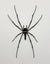 Real Golden Orbweb Spider: Nephila pilipes, Indonesia!! Huge!! Carousel 3