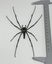 Real Golden Orbweb Spider: Nephila pilipes, Indonesia!! Huge!! Carousel 5