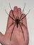 Real Golden Orbweb Spider: Nephila pilipes, Indonesia!! Huge!! Carousel 4