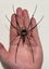 Real Golden Orbweb Spider: Nephila pilipes, Indonesia!! Huge!! Carousel 1