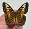 Real Butterfly: Parthenos sylvia, Indonesia!! Stunning!! Carousel 1