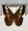 Real Butterfly: Parthenos sylvia, Indonesia!! Stunning!! Carousel 3