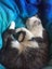 LOST CAT - BUCKLANDS BEACH, AUCKLAND Carousel 4