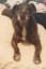 Lulu - 21kg, 11 years old, Loves People Carousel 1