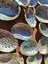 50 x Miniature Beautiful Paua and Abalone Shells Carousel 4