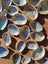 60 x Miniature Beautiful Paua and Abalone Shells Carousel 1