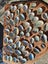 60 x Miniature Beautiful Paua and Abalone Shells Carousel 4