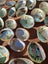 25 x Small Beautiful Paua and Abalone Shells Carousel 2