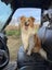 Border Collie x Rough Collie Puppies Carousel 11