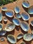 50 x Miniature Beautiful Paua and Abalone Shells Carousel 4