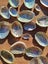 50 x Miniature Beautiful Paua and Abalone Shells Carousel 3