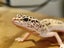 Leopard Gecko Carousel 1