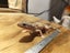 Leopard Gecko Carousel 2