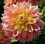 Dahlia Wanda's Aurora potted tubers lemon-cream flowers with salmon-pink tips Carousel 1